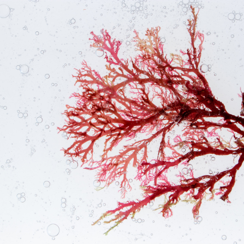 Vibrant red seaweed with delicate branches floating in clear water, showcasing natural marine texture for skincare ingredients.